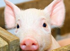 瘦肉精檢測(cè)儀如何杜絕豬肉“瘦肉精”問(wèn)題？